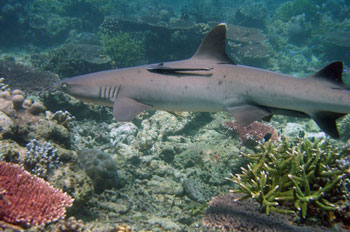 Example Image