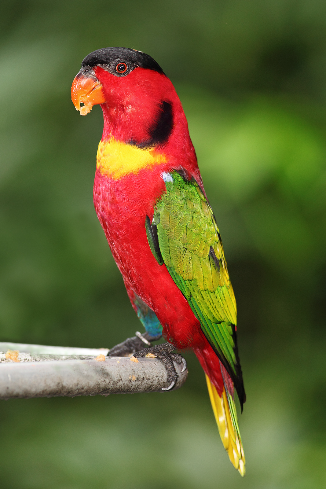 Example Image
