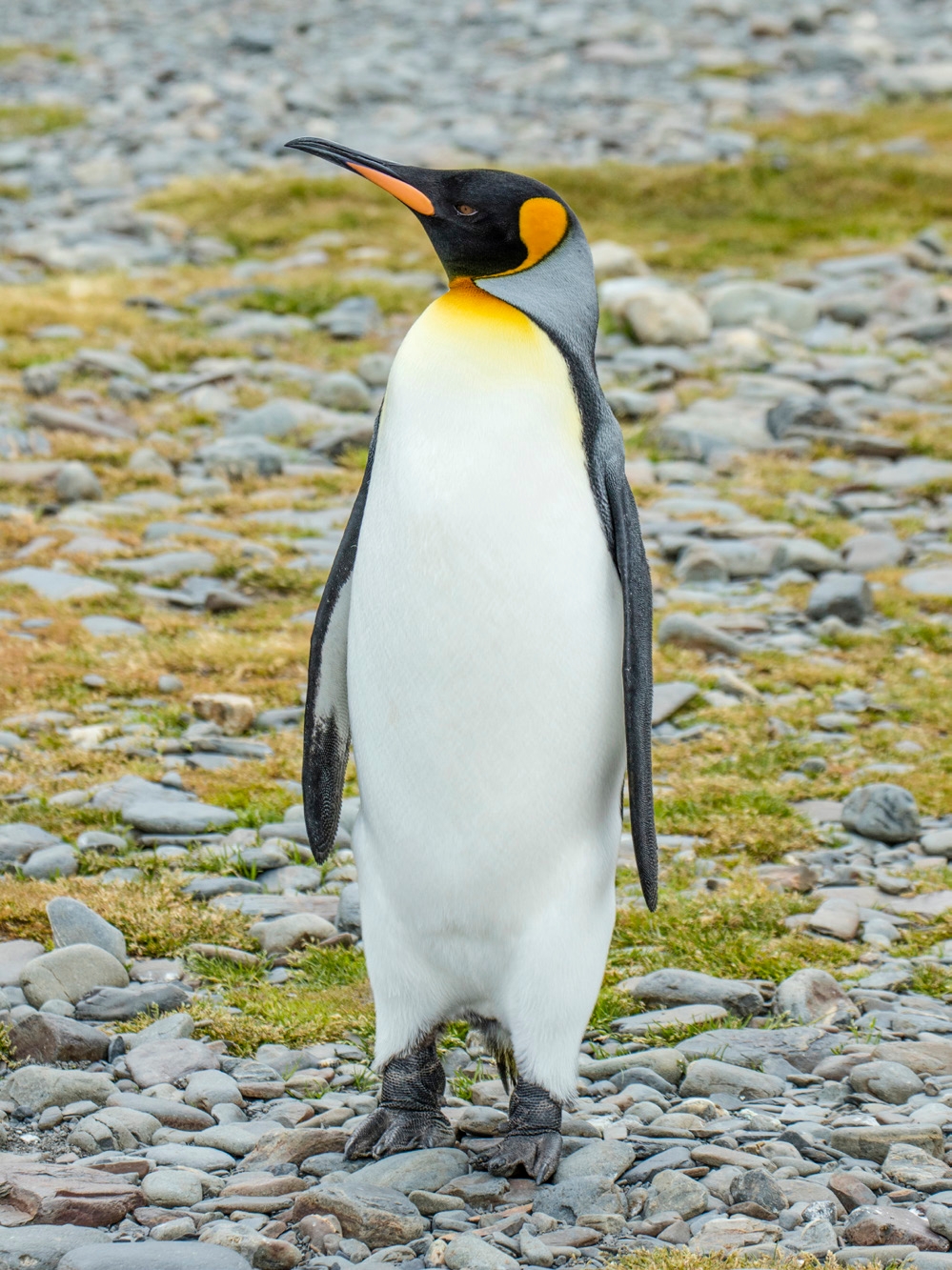 Example Image