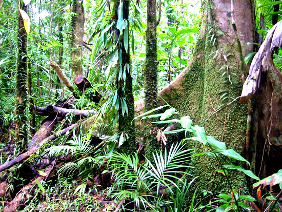 Example Image