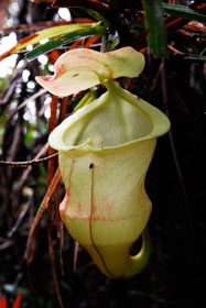 Example Image