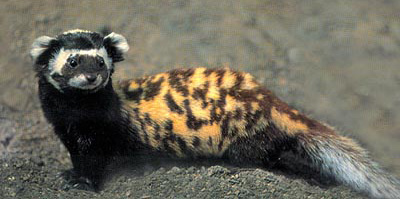 Example Image