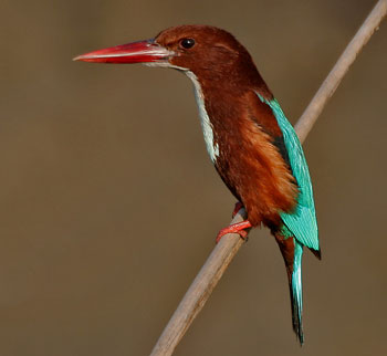 Example Image