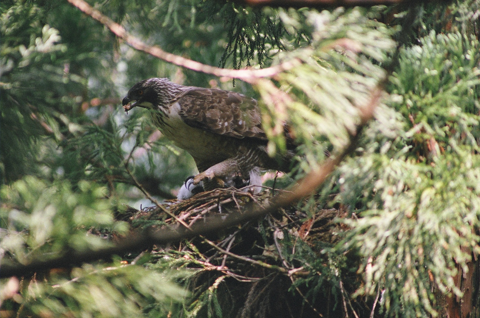 Example Image