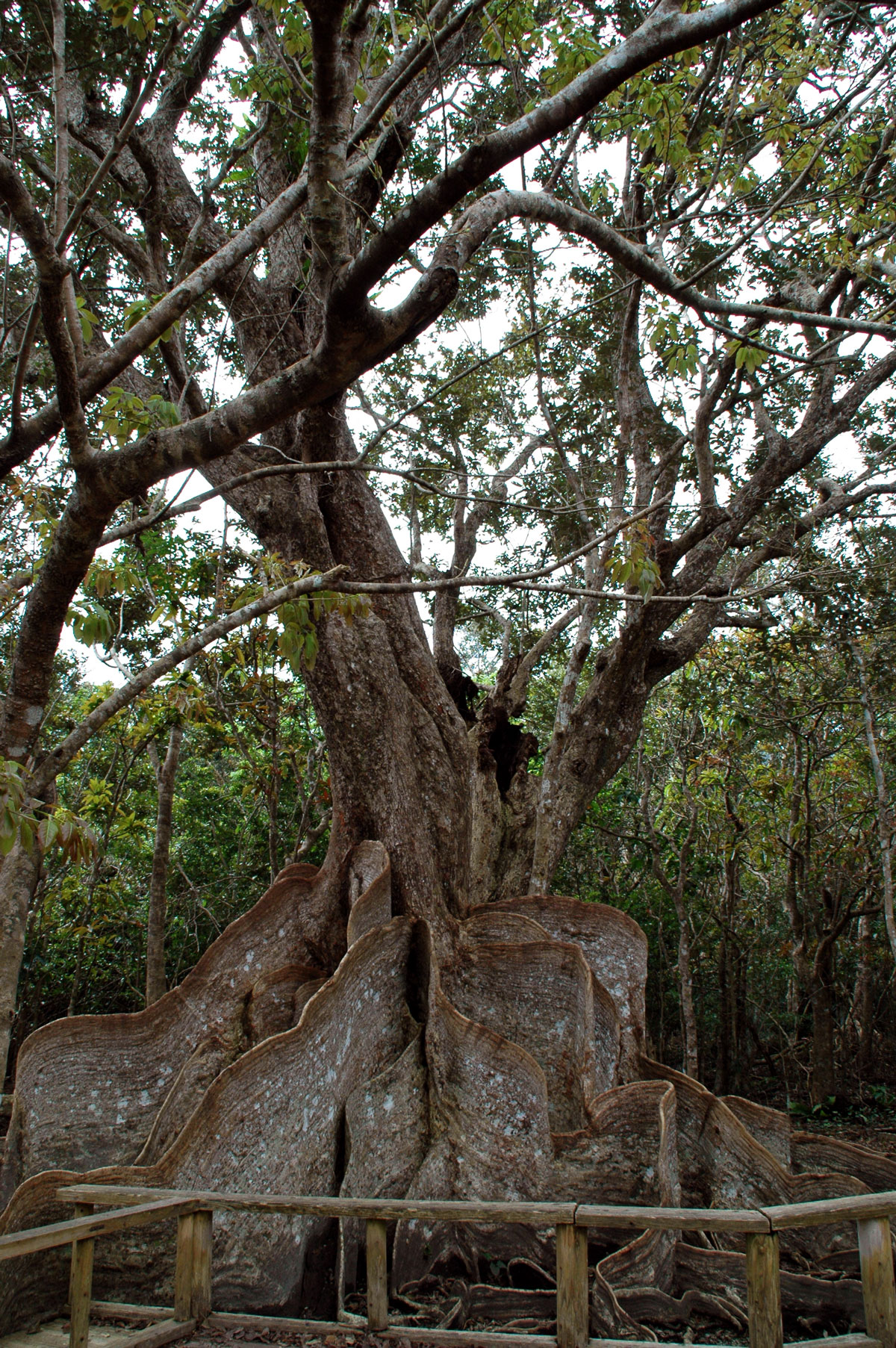 Example Image