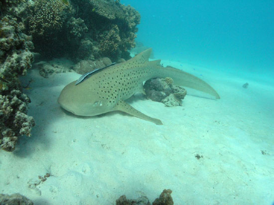 Example Image