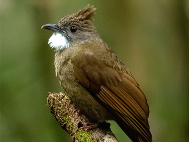 Example Image