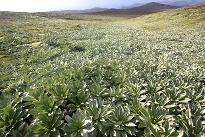 Example Image
