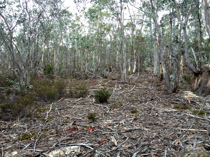 Example Image