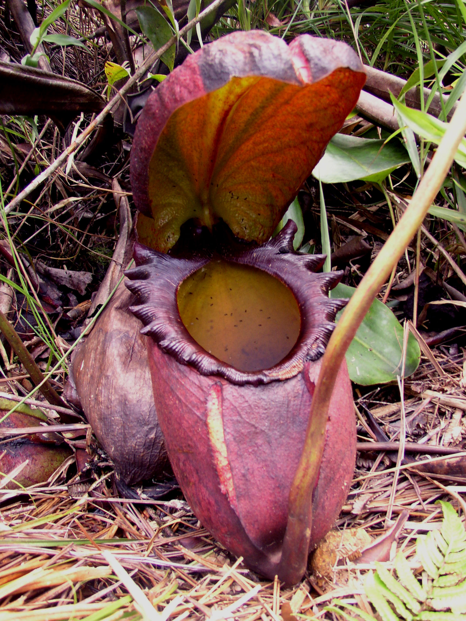 Example Image