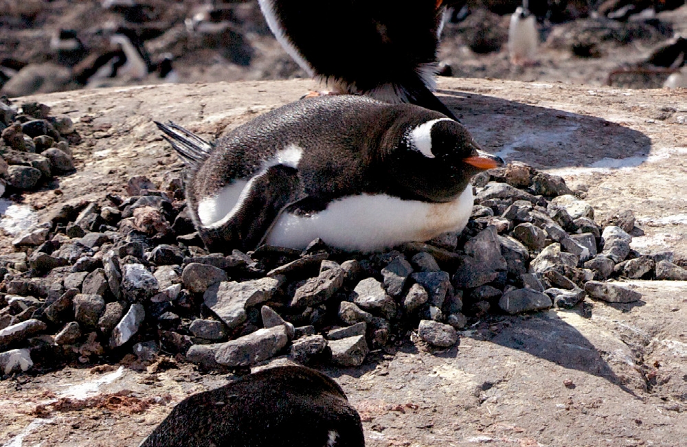Example Image