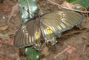 Example Image