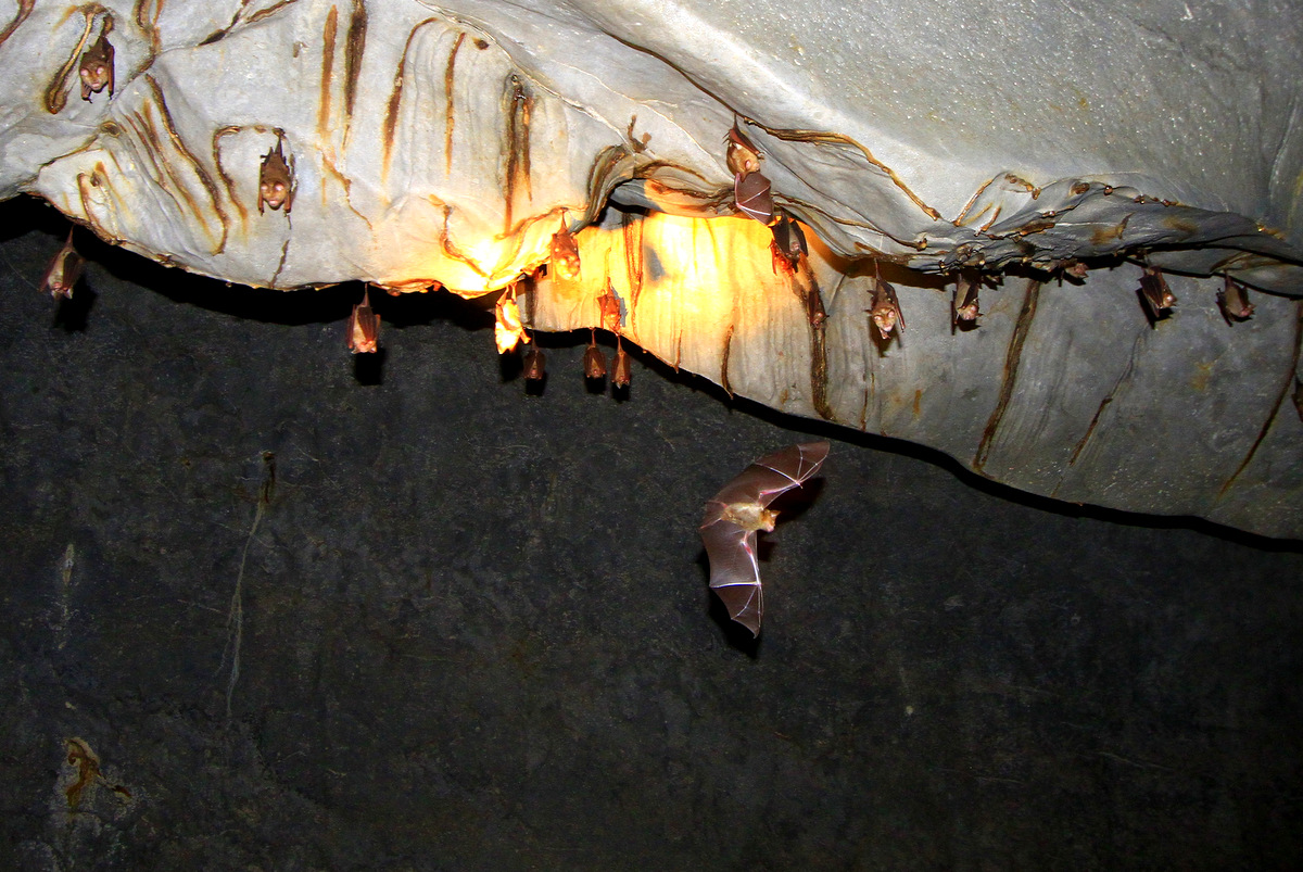 Example Image