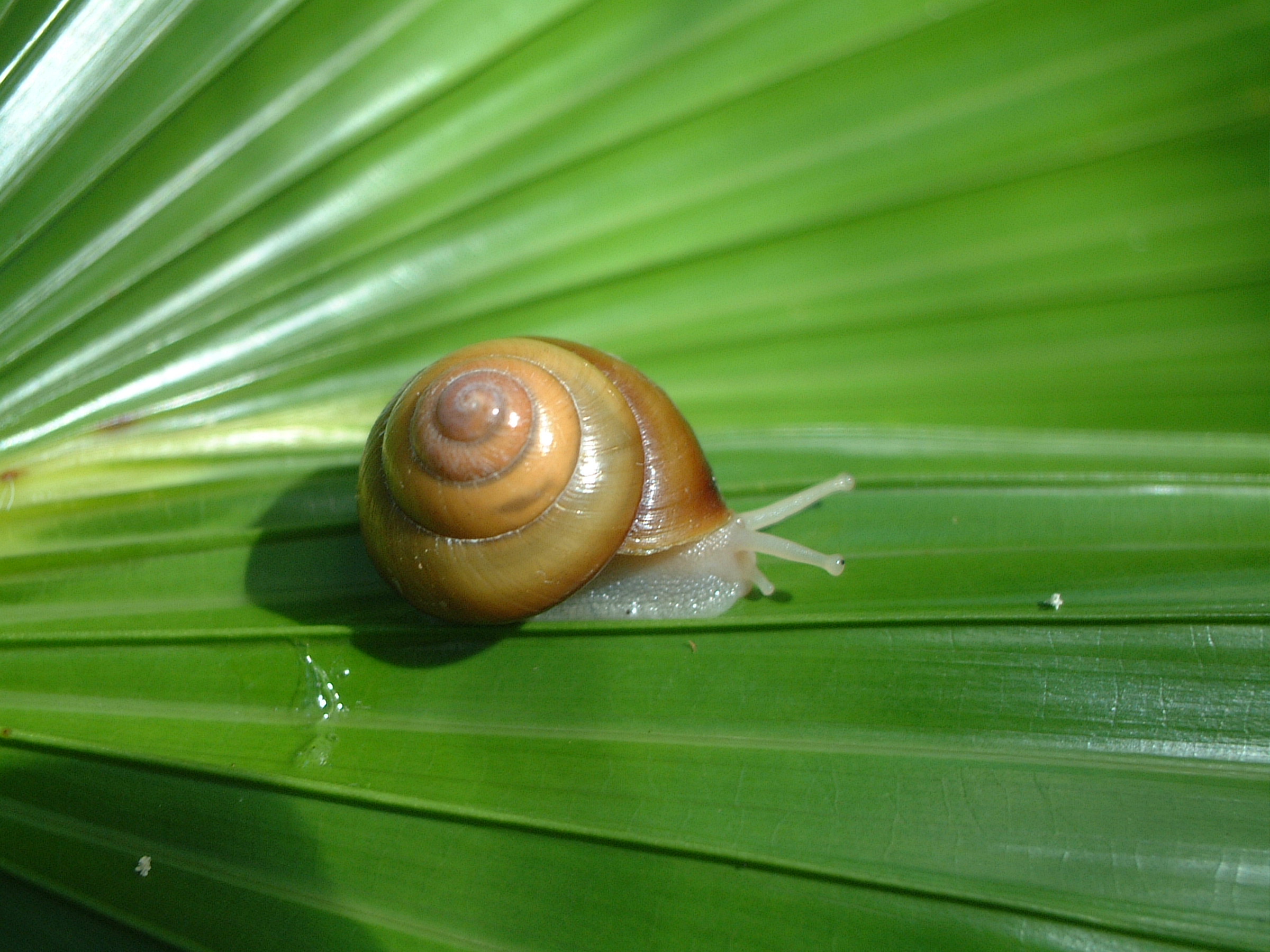 Example Image