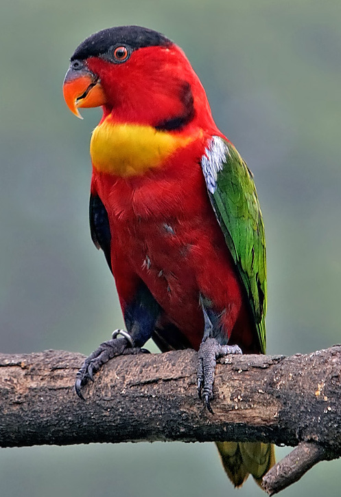 Example Image