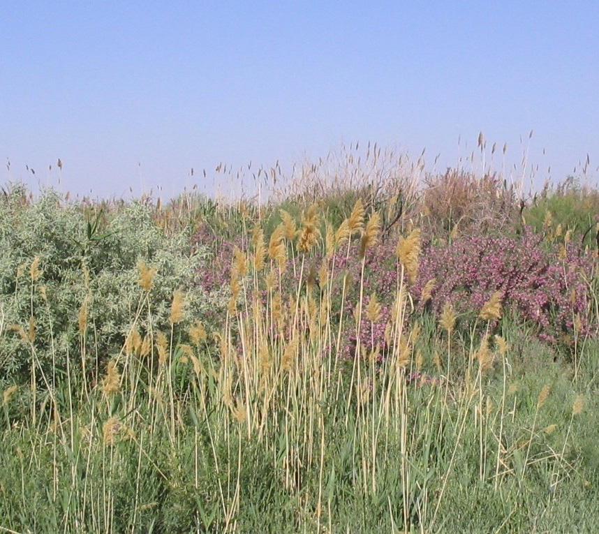 Example Image