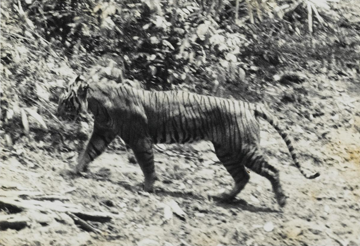 Example Image