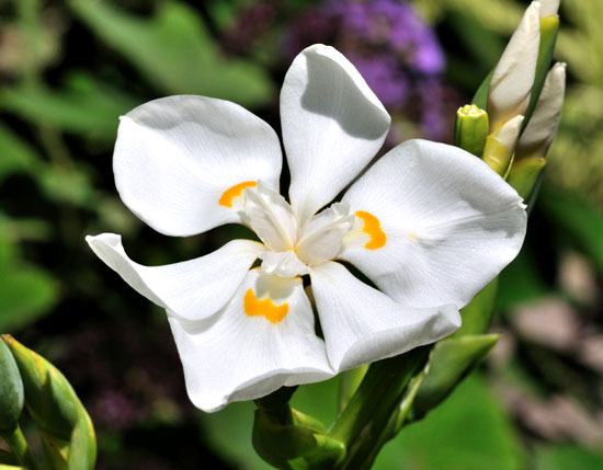 Example Image