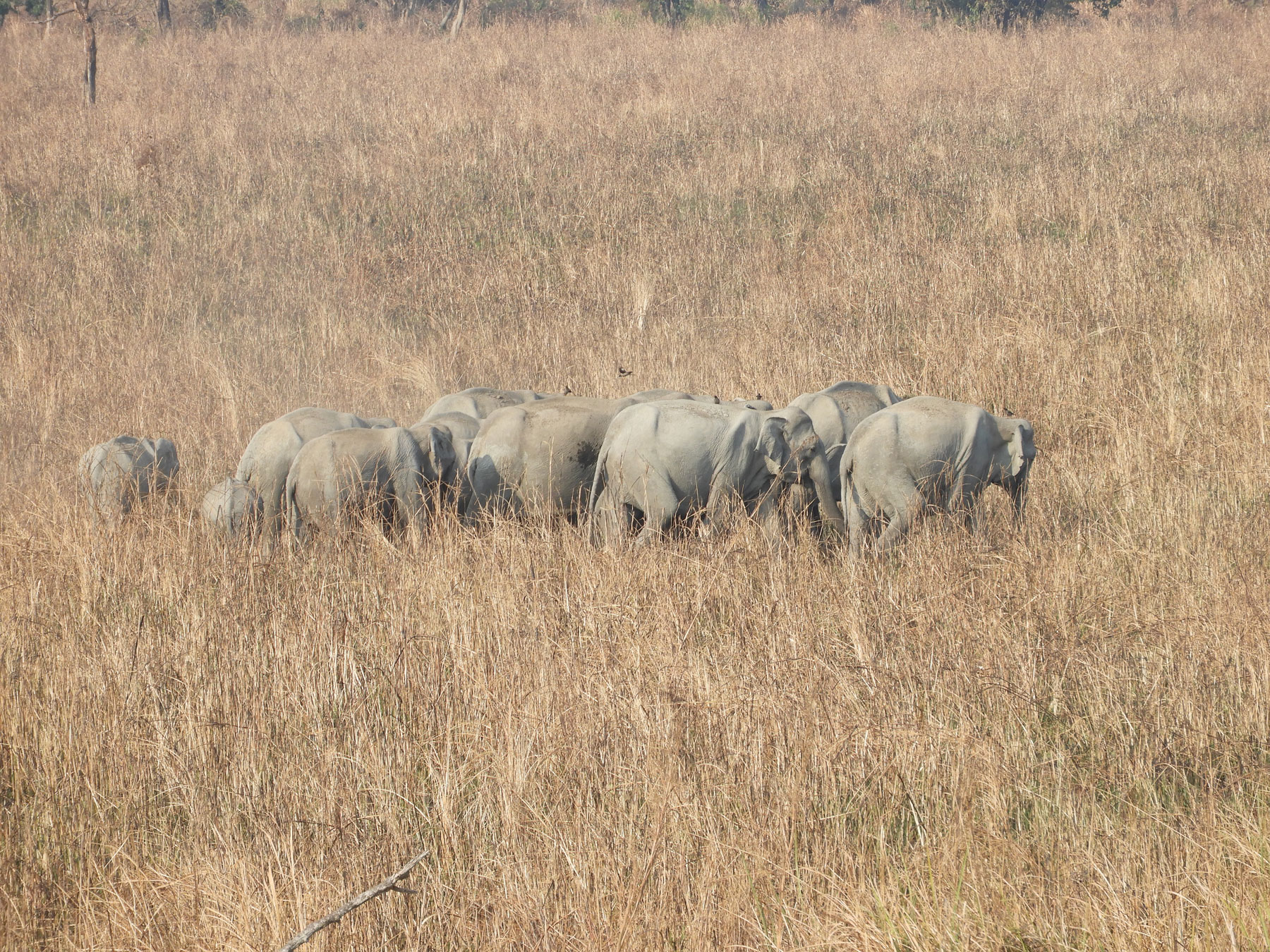 Example Image