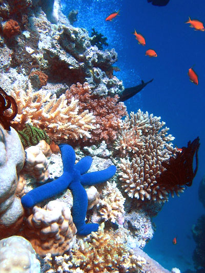 Example Image