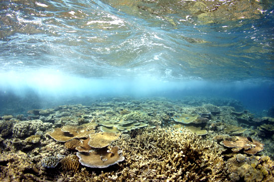 Example Image