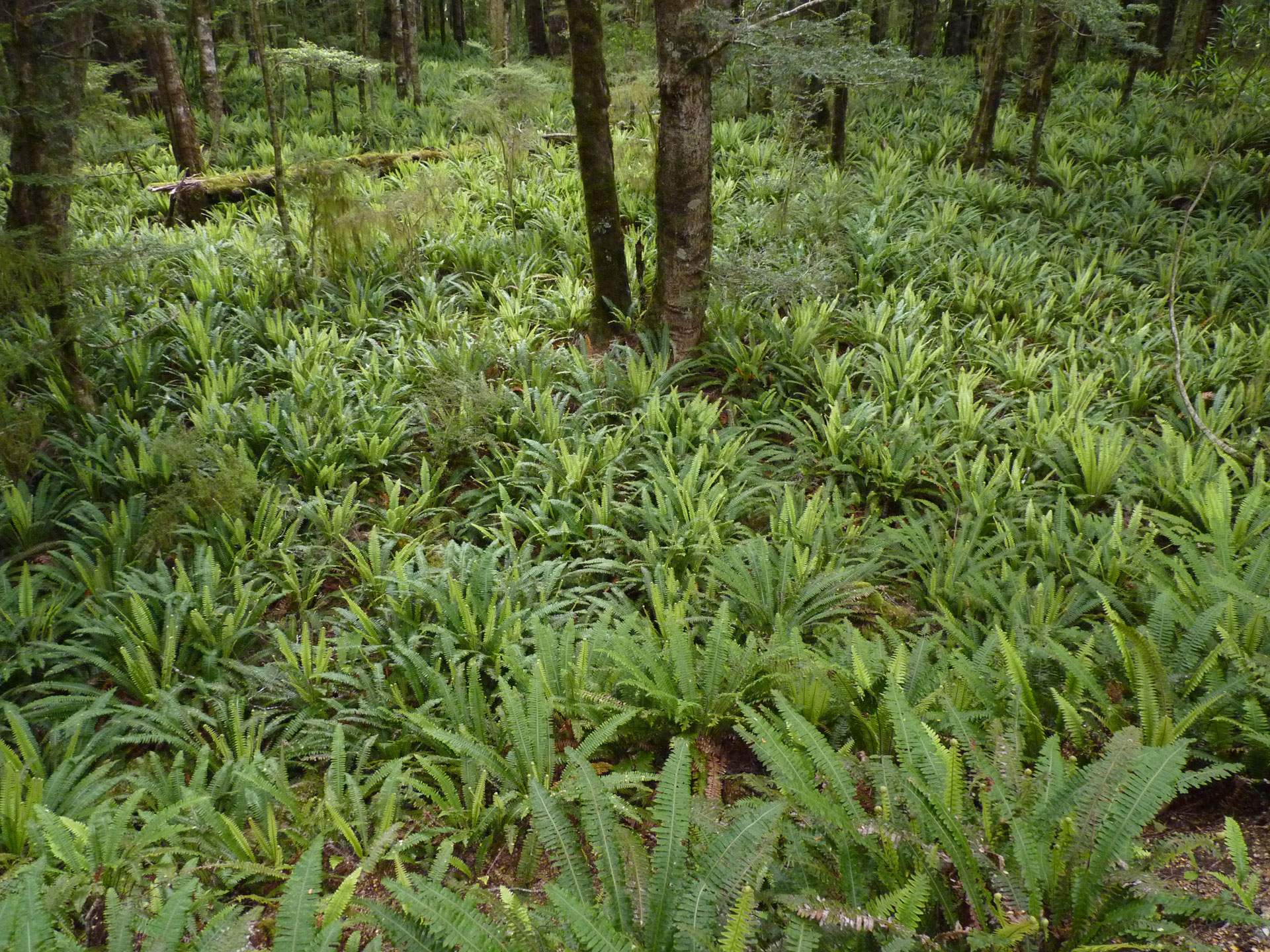 Example Image