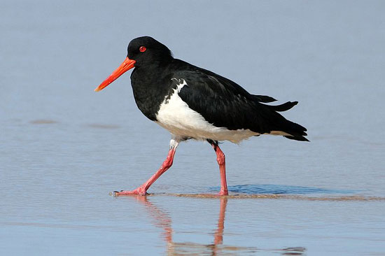 Example Image