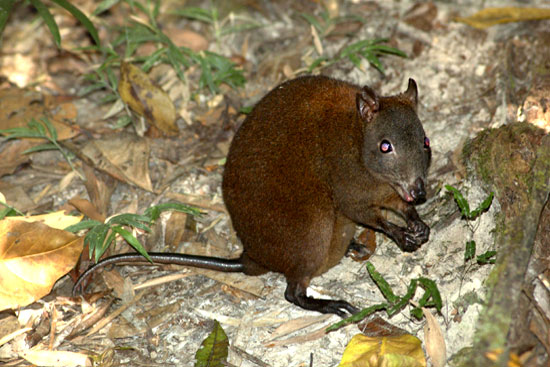 Example Image