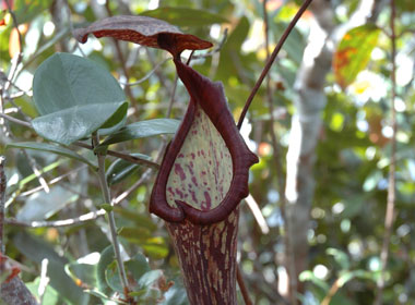 Example Image