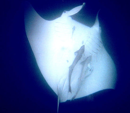 Example Image