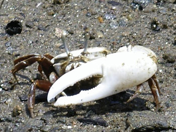 Example Image