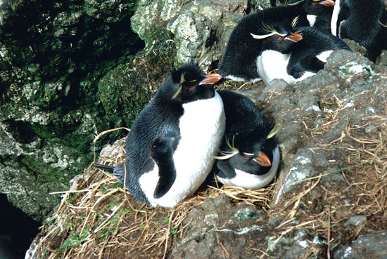 Example Image