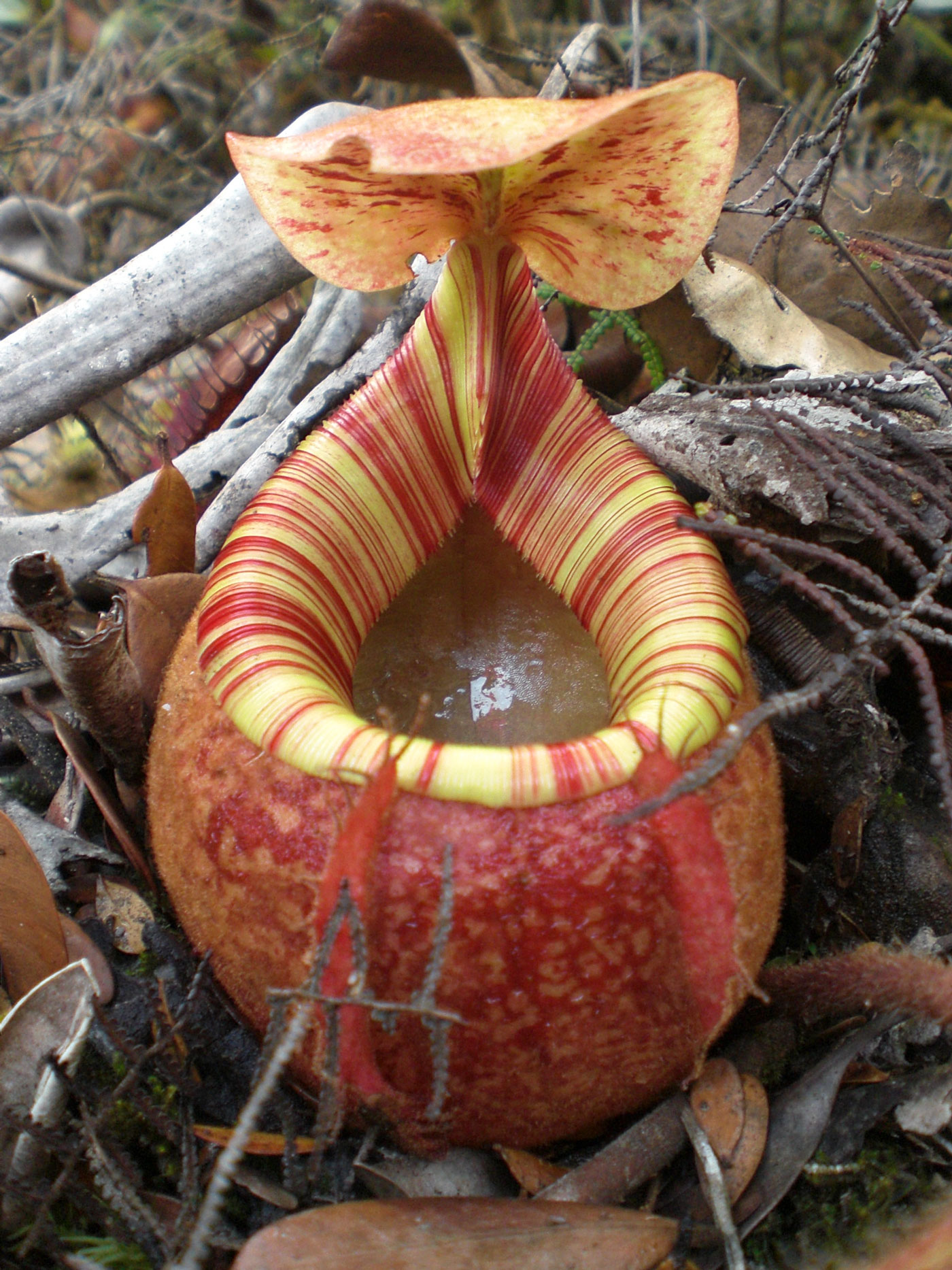Example Image
