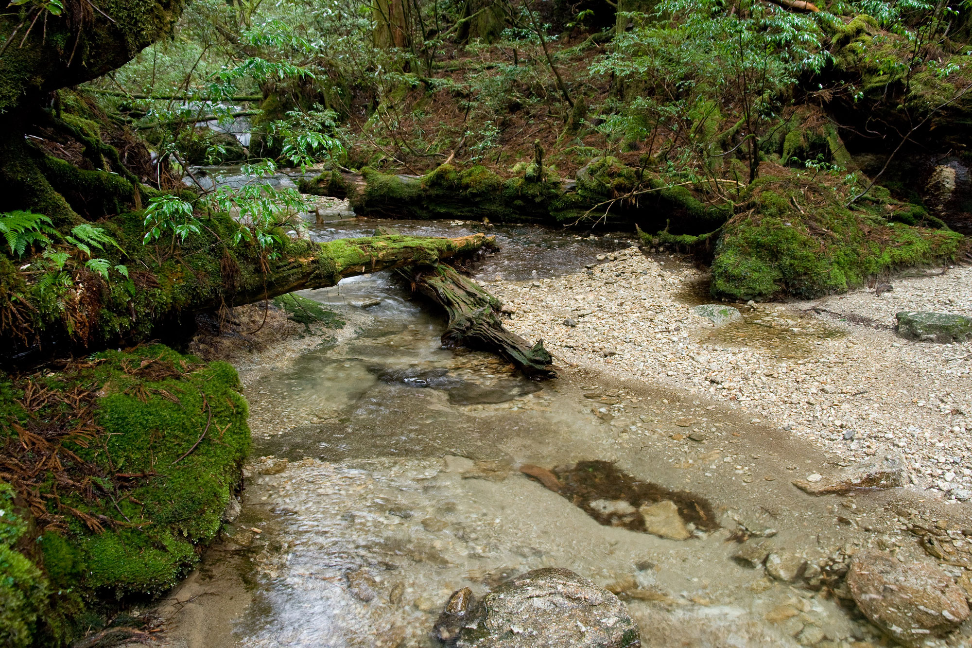 Example Image