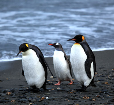 Example Image