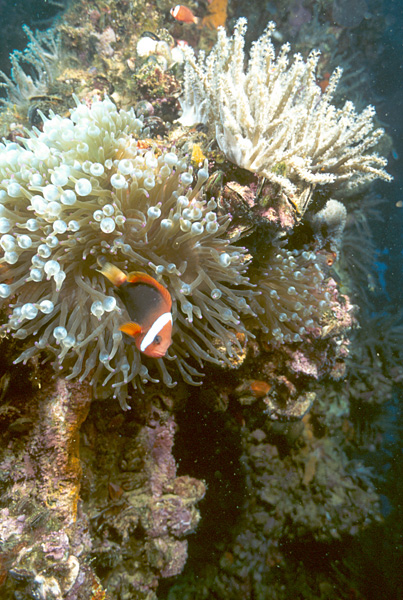 Example Image