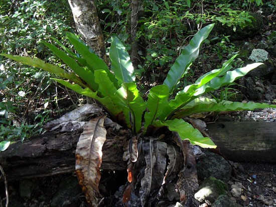 Example Image