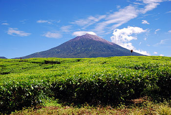 Example Image