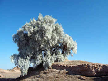 Example Image