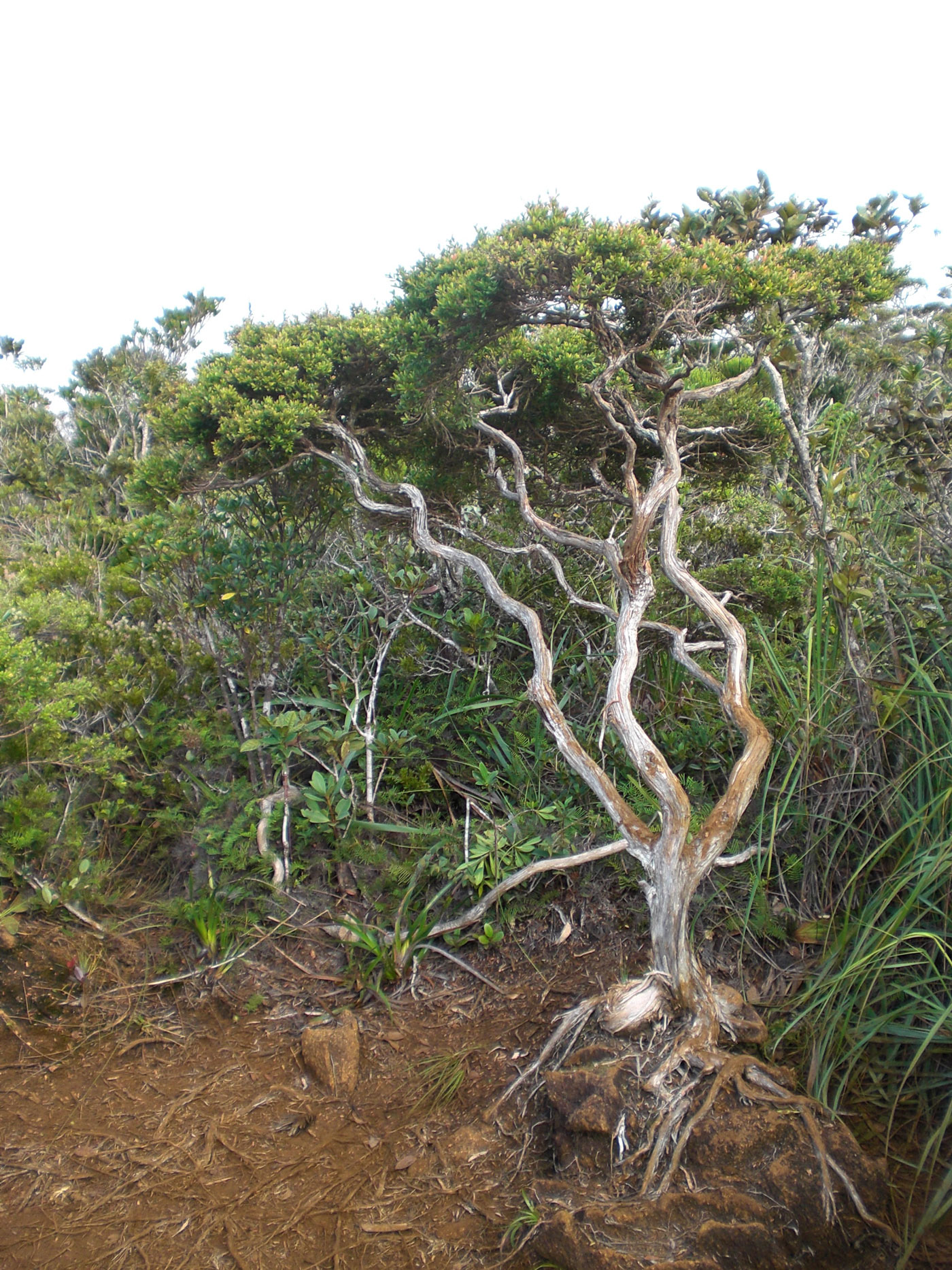 Example Image