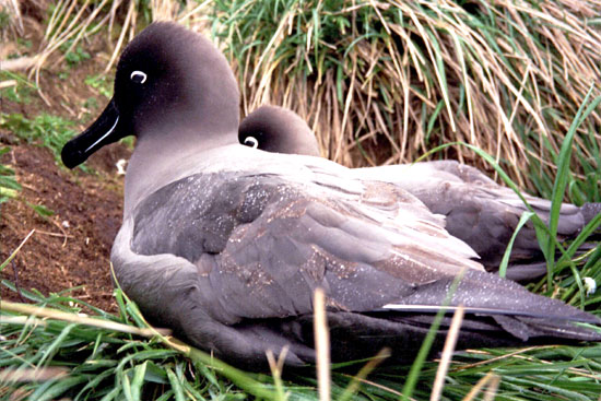 Example Image