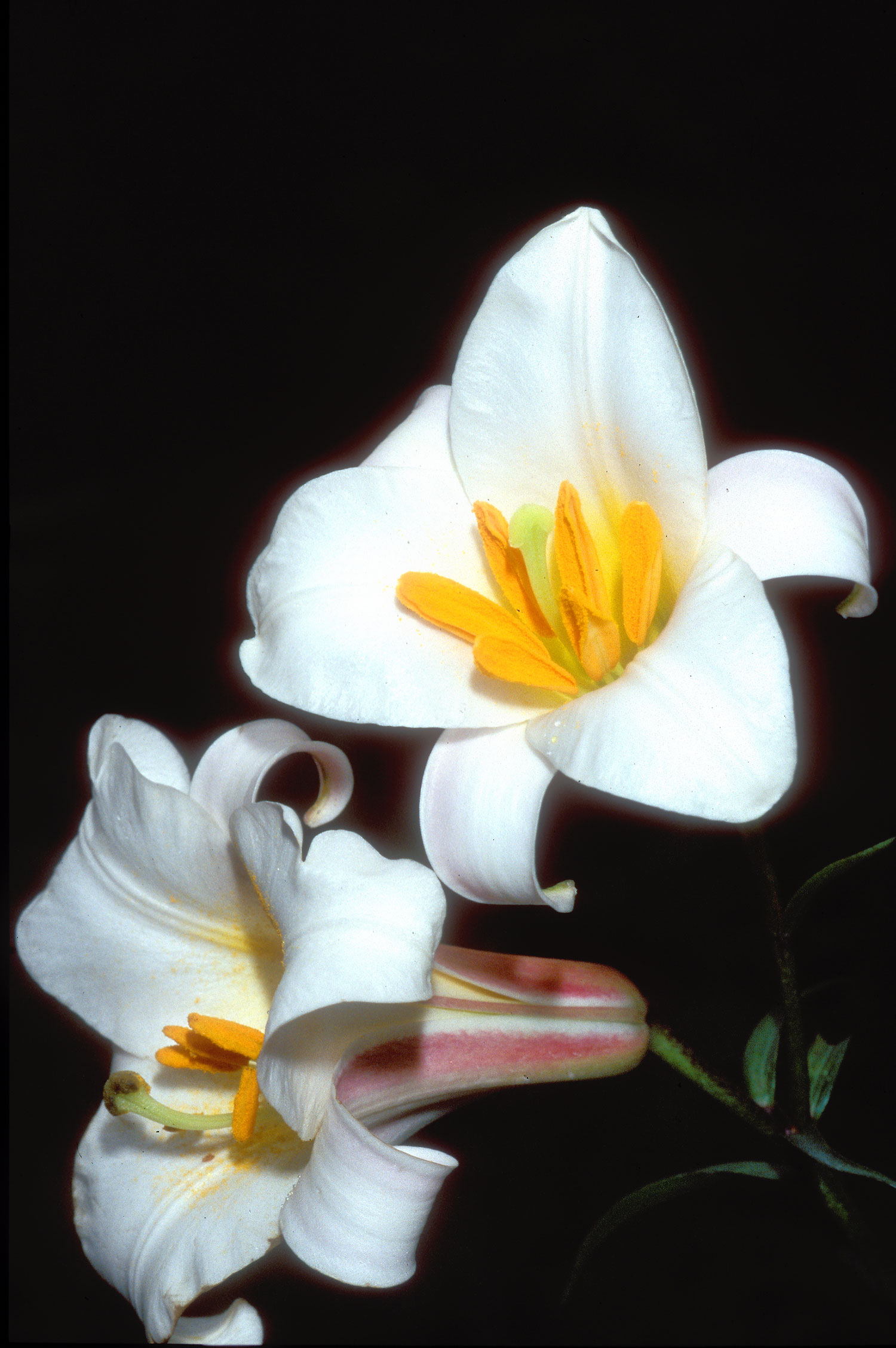 Example Image