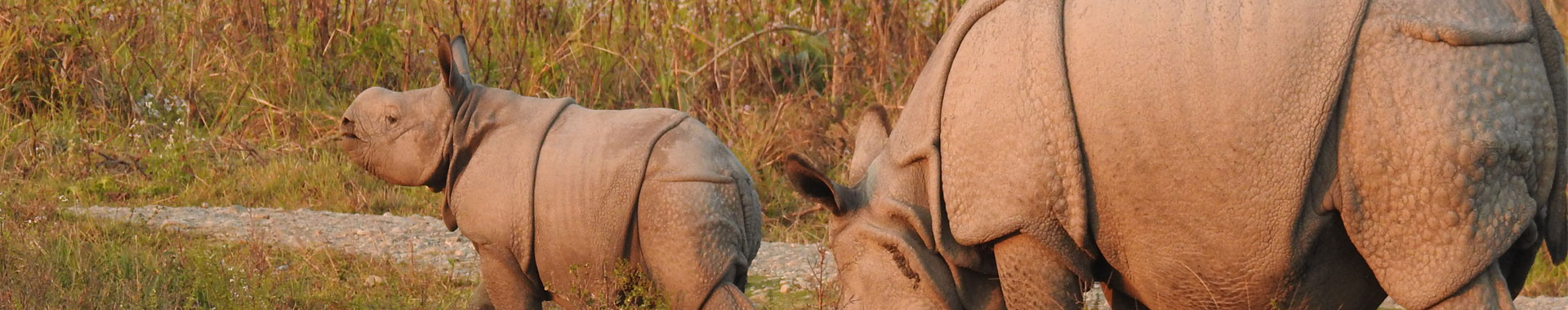 Manas Wildlife Sanctuary