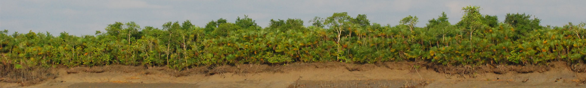 The Sundarbans