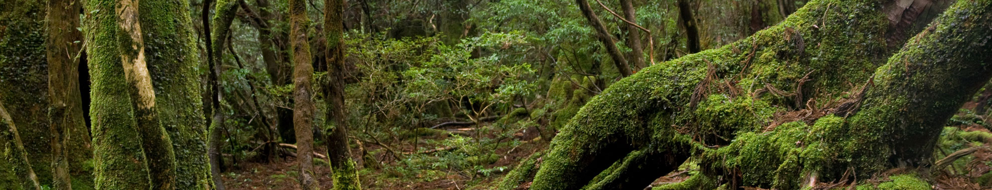 Yakushima
